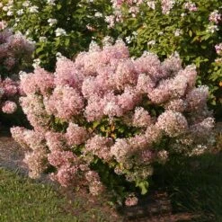 Bobo® Hydrangea Shrub -Garden Oasis Bobo Hyrangea 4 FGT
