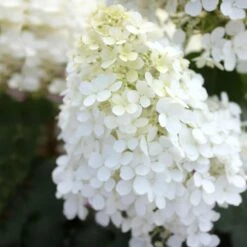 Bobo® Hydrangea Shrub -Garden Oasis Bobo Hyrangea 5