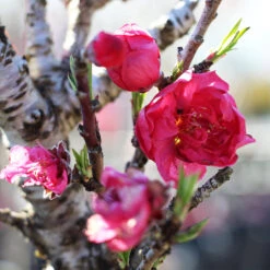 Bonanza Patio Peach Tree -Garden Oasis Bonanza Peach tree 4 FGT