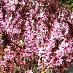 Bonfire Patio Peach Tree -Garden Oasis Bonfire Peach 3 FGT