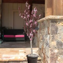 Bonfire Patio Peach Tree -Garden Oasis Bonfire Peach 9