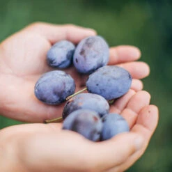 Brooks Plum Tree 8 Brooks Plum Tree -Garden Oasis Brooks Plum 3