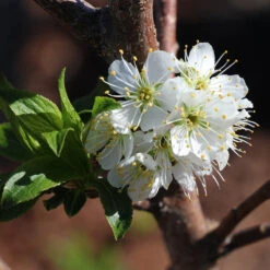 Bubblegum 'Toka' Plum Tree 8 Bubblegum 'Toka' Plum Tree -Garden Oasis Bubblegum Toka Plum 4