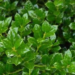 Dwarf Burford Holly Shrub -Garden Oasis Burford Holly FGT