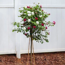 Burgundy Iceberg And Iceberg Two-fer® Rose Tree -Garden Oasis Burgandy Iceburg ROse Tree 4