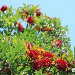 Chindo Sweet Viburnum Shrub -Garden Oasis CHindo Viburnum 1