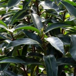 Chindo Sweet Viburnum Shrub -Garden Oasis CHindo Viburnum 3