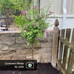 Dwarf Korean Lilac Tree -Garden Oasis CPB DwarfKoreanLilacTree Julie ugc test