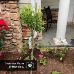 Dwarf Korean Lilac Tree -Garden Oasis CPB DwarfKoreanLilacTree MicheleS ugc test