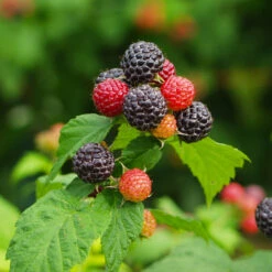Cumberland Black Raspberry -Garden Oasis CUmberland Black RAspberry 1 FGT