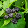 Cumberland Black Raspberry - USDA Organic