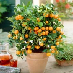 Calamondin Bush -Garden Oasis Calamondin Bush 1