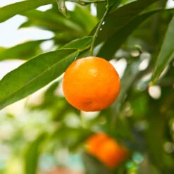 California Honey Mandarin Tree 7 California Honey Mandarin Tree -Garden Oasis California Mandarin 3