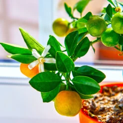 Calamondin Tree -Garden Oasis Calomondin 5