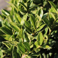 Carissa Holly -Garden Oasis Carissa Holly 2