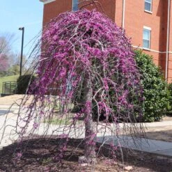 Cascading Hearts Redbud Tree -Garden Oasis CascadingHEarts Redbud 4