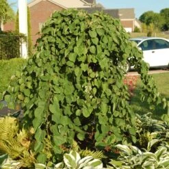 Cascading Hearts Redbud Tree -Garden Oasis Cascading Hearts Redbud 2