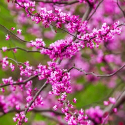 Cascading Hearts Redbud Tree -Garden Oasis Cascading Hearts Redbud 3