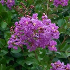 Catawba Crape Myrtle Tree -Garden Oasis Catawba Crape Myrtle 1 FGT