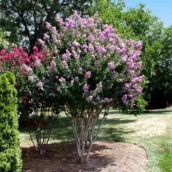 Catawba Crape Myrtle Tree -Garden Oasis Catawba Crape Myrtle 4 FGT