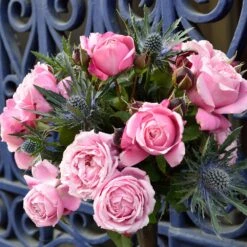 Cathedral Bells Rose 6 Cathedral Bells Rose -Garden Oasis Cathedral Bells Rose Tree 2