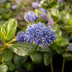 Yankee Point California Lilac -Garden Oasis Ceanothus Yankee Point 1