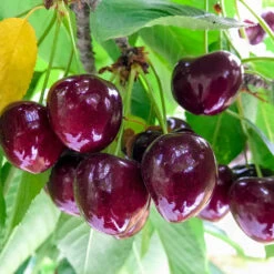 Chelan Cherry Tree -Garden Oasis Chelan Cherry 1