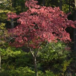 Cherokee Brave Dogwood -Garden Oasis Cherokee Brave Dogwood 2
