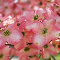 Cherokee Brave Dogwood -Garden Oasis Cherokee Brave Dogwood 3 FGT