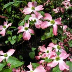 Cherokee Chief Dogwood -Garden Oasis Cherokee Chief Dogwood 2 FGT