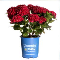 Cherry-Go-Round™ Hydrangea 13 Cherry-Go-Round™ Hydrangea -Garden Oasis Cherry Go Round Hydrangea 3