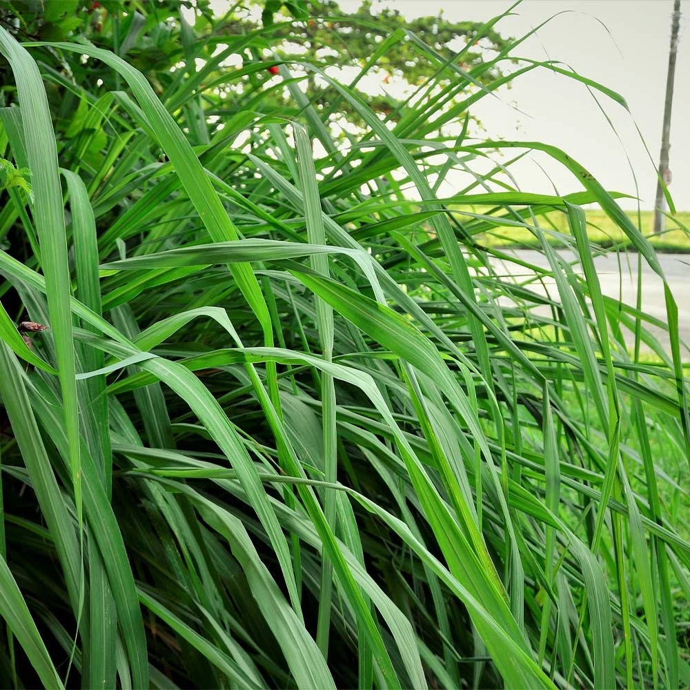 Citronella Grass (Cymbopogon Nardus) 3 Citronella Grass (Cymbopogon Nardus) - Image 3