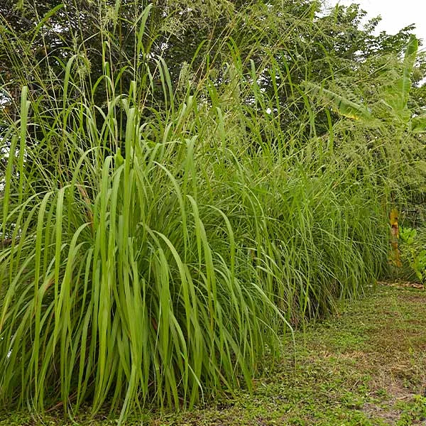 Citronella Grass (Cymbopogon Nardus) 1 Citronella Grass (Cymbopogon Nardus)