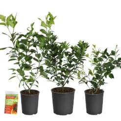 All-in-One Citrus Starter Kit -Garden Oasis Citrus Starter Kit 2