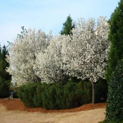 Cleveland Pear Tree -Garden Oasis Cleveland Pear 2 FGT