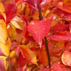 Cleveland Pear Tree -Garden Oasis Cleveland Pear 9 FGT