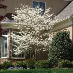 Cloud 9 Dogwood -Garden Oasis Cloud 9 Dogwood 3 FGT