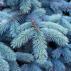 Colorado Blue Spruce Tree -Garden Oasis Colorado BLue Spruce 1 FGT