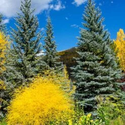 Colorado Blue Spruce Tree -Garden Oasis Colorado BLue Spruce 4 FGT
