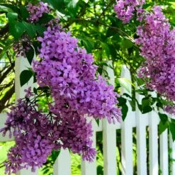 Common Purple Lilac -Garden Oasis Common Purple Lilac 3