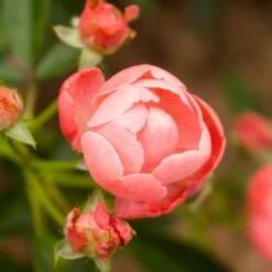 Coral Knock Out® Rose Shrub -Garden Oasis Coral Knockout Rose 2 FGT
