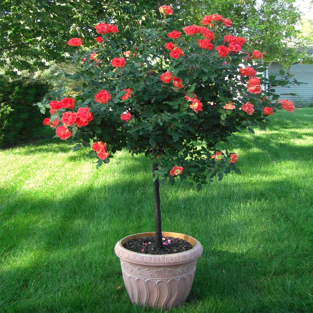 Coral Knock Out® Rose Tree 2 Coral Knock Out® Rose Tree - Image 2