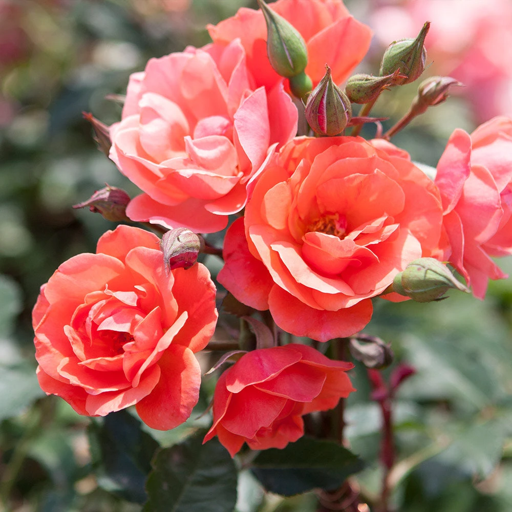 Coral Knock Out® Rose Tree 3 Coral Knock Out® Rose Tree - Image 3
