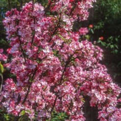 Coralburst® Crabapple 5 Coralburst® Crabapple -Garden Oasis Coralbust Crabapple 1