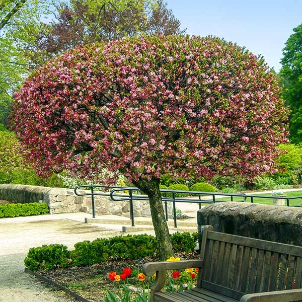 Coralburst® Crabapple 1 Coralburst® Crabapple