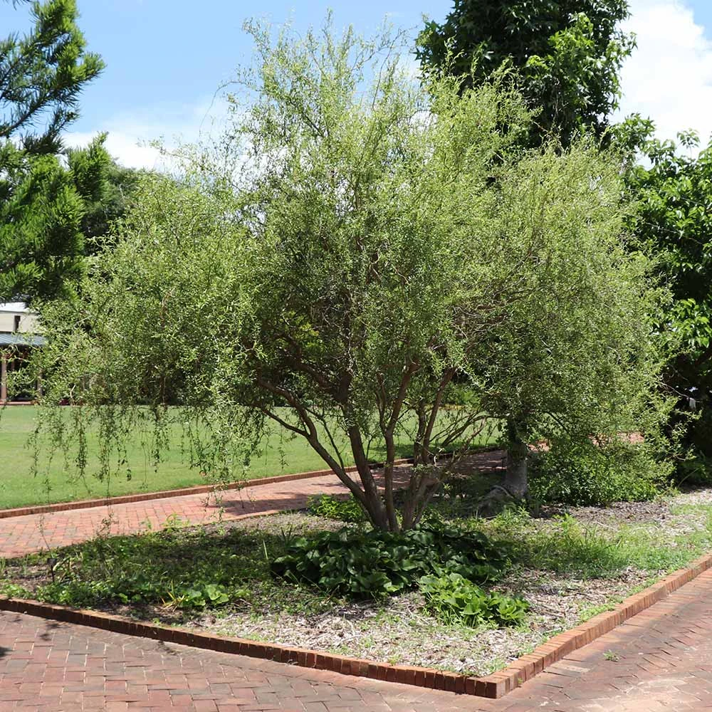 Corkscrew Willow Tree 3 Corkscrew Willow Tree - Image 3