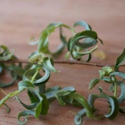 Corkscrew Willow Tree 10 Corkscrew Willow Tree -Garden Oasis Corkscrew Willow 2