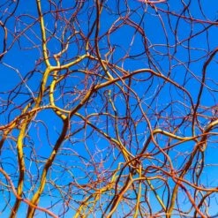 Corkscrew Willow Tree 11 Corkscrew Willow Tree -Garden Oasis Corkscrew Willow 6