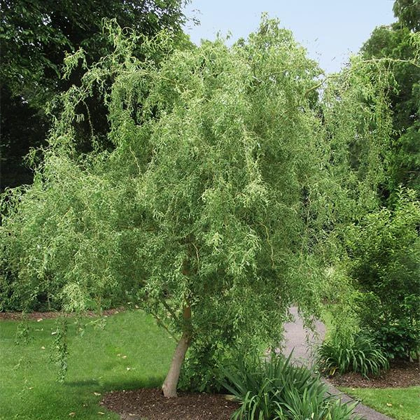 Corkscrew Willow Tree 1 Corkscrew Willow Tree