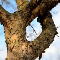 Cornelian Cherry Dogwood Tree -Garden Oasis Cornelian Cherry Dogwood